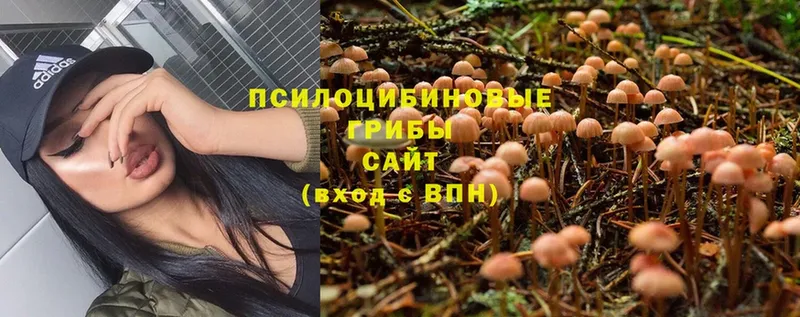 KRAKEN ССЫЛКА  Почеп  даркнет состав  дарнет шоп  Галлюциногенные грибы Psilocybe 